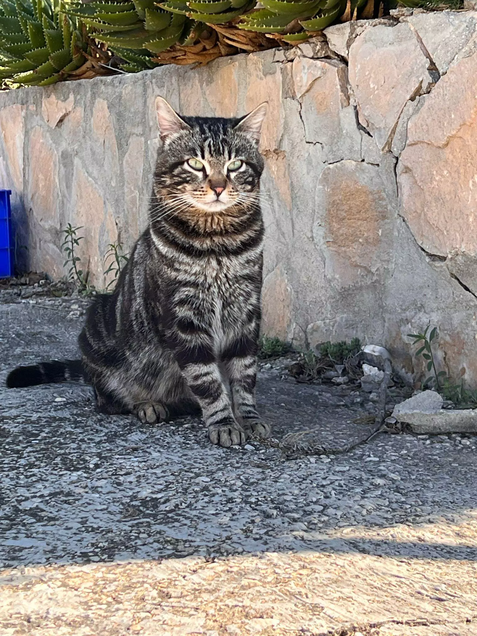 Gato adorable en adopción